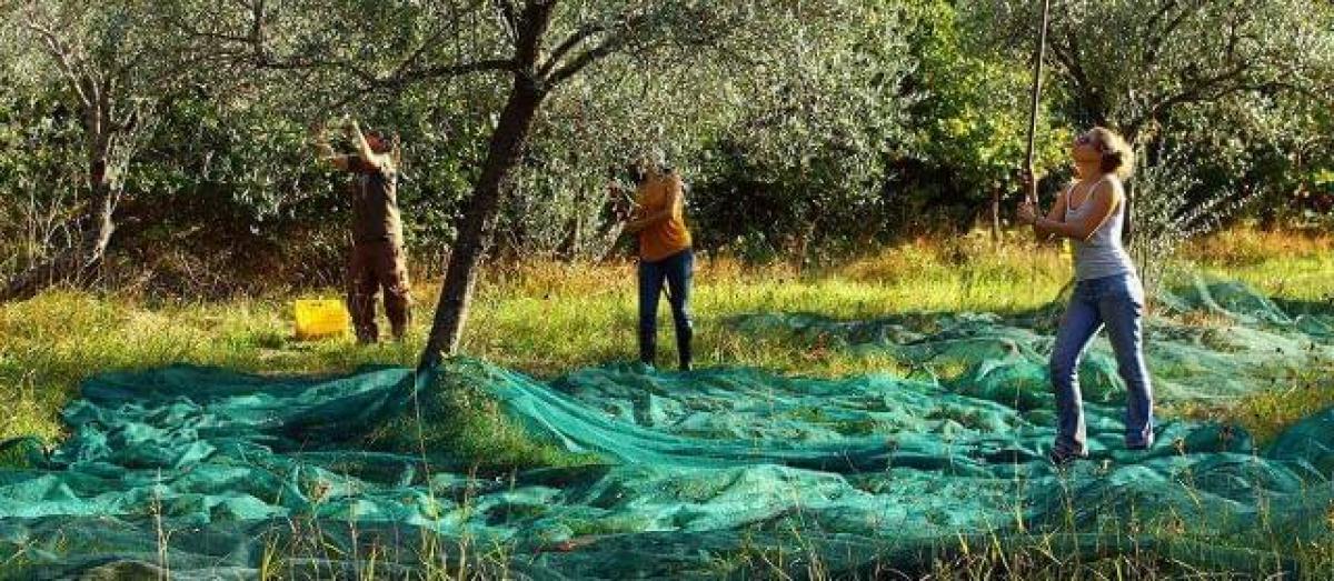 Las mujeres son expulsadas con frecuencia de la campaa de recogida de la aceituna